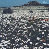 Borderline - Playwrite